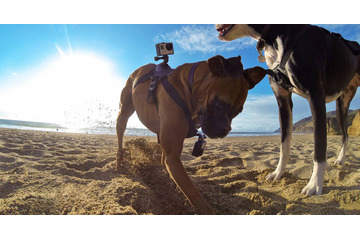 犬の視点で撮影!GoPro、初のペット向けアクセサリー「Fetch」発売 画像