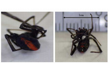 “赤い縦斑紋”の有毒グモ「セアカゴケグモ」都内で発見、注意呼びかけ 画像