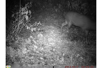 白神山地（青森県・秋田県）で赤外線監視カメラによってニホンジカの生息を確認 画像