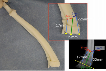 3Dプリンタモデル活用で犬の難手術に成功……変形矯正の整形手術で大幅な時間短縮 画像