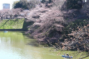 都内の桜、見頃は来週か!? 皇居近くの千鳥ヶ淵はまだ蕾も 画像