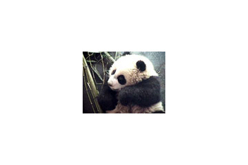 中国のパンダ保護研究センターから癒しの赤ちゃんパンダの映像を 画像