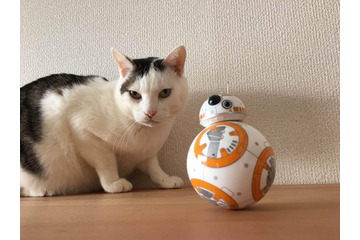 スマホで操作!SWの人気ドロイド「BB-8」を試してみた! 画像
