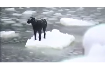 流氷の上で動けない犬!勇気ある男性が救出 画像
