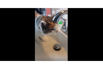 何故?水の飲み方が不器用すぎるネコ 画像