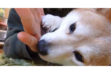 【幸せ】なんだかほっこり!愛されて幸せそうな柴犬! 画像