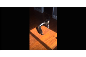 「めっ！」子猫が先輩猫のしっぽで遊ぼうとしたら…かわいいお説教が！！ 画像