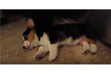 キュートすぎる!どこでも眠れるコーギーの子犬 画像