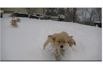 【癒し】雪のなかを駆け回るゴールデンの子犬たち 画像