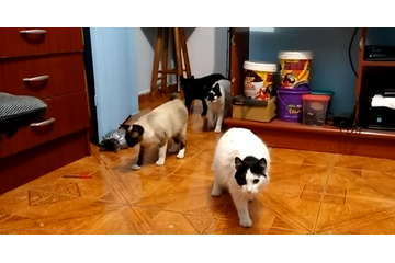 コレが猫ホイホイか!? ソファをこするとやって来るニャンコたち 画像