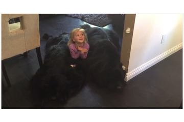 【動画】モフモフに埋もれて幸せ!少女が2匹のワンコの上で 画像