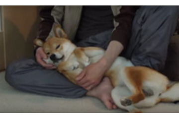 【動画】「でろーん」……マッサージに脱力中の柴犬 画像
