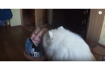 【動画】チューしたい!サモエド犬のキスの嵐に笑い転げる女の子 画像