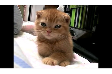 【動画】目覚まし時計にビックリの子ネコ! 画像