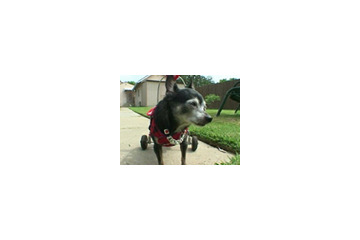 傷ついた人たちの心と体を癒す障害犬、ウィリー 画像