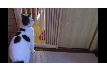 【動画】何度もコロンと前転をして脱走を試みるネコ 画像