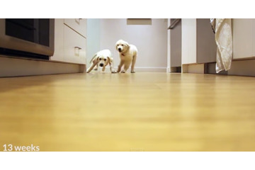 【動画】「ごはん!」で走ってくる2匹の子犬!成長記録にほっこり 画像
