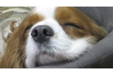 【動画】眠るとおっさん!? いびきをかくキャバリアが愛おしい 画像