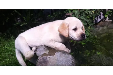 【動画】バタ足から！生後10か月の子犬のスイミング 画像