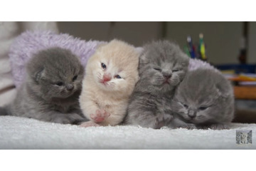 【動画】4匹の子猫!並んで鳴く姿がかわいすぎる 画像