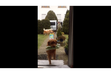 【動画】荷物を次々玄関へ!ワンコチームのお手伝いが素晴らしい 画像