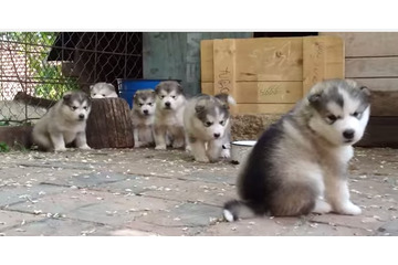 【動画】かわいさテンコ盛り！マラミュートの子犬たち 画像