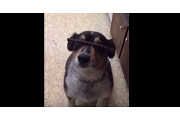 【動画】ワンコが鼻におやつを乗せて『待て』をしていたら… 画像
