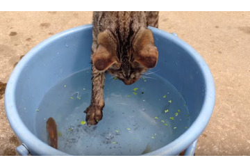 【動画】子猫がバケツの魚を捕獲するまで 画像