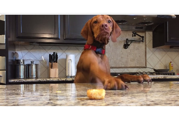 【動画】どうしてもポテトが食べたい 画像