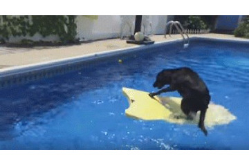 【動画】プールでサーフボードに乗る犬!最後には…… 画像