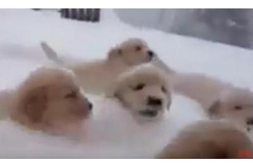 【動画】ゴールデンの子犬たち!いったい何匹いるでしょう 画像