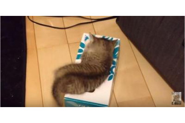 【動画】ティッシュ箱が好きな子猫、中には…… 画像