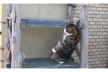 【動画】どうしても登りたいネコ 画像