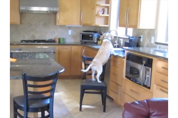 【動画】ダイニングルームで目撃される!賢すぎる犬の犯行 画像