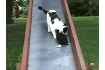 【動画】滑り落ちる子猫を親猫が……かわいいお尻に注目 画像