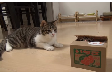 【動画】猫の貯金箱に興味津々な猫! 画像