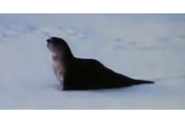 【動画】ぴょんぴょん、ズザー……わかいいカワウソの行動 画像