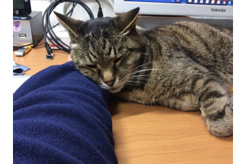 【コラム】猫がキーボードのじゃまをする不思議 画像