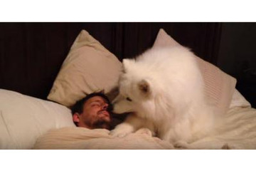 【動画】モフモフのサモエドが「早く起きて！」と催促 画像