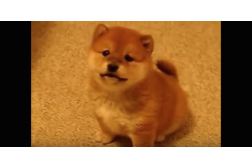 【動画】何度見てもたまらない!じゃれる柴子犬 画像