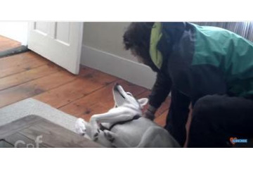 【動画】可愛いハスキー犬「ノー！」の一点張り 画像