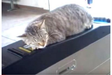 【動画】日常の風景になってる、改札機の上で寝る猫 画像