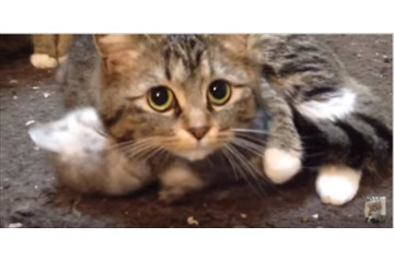 【動画】子猫を必死で守る母猫 画像