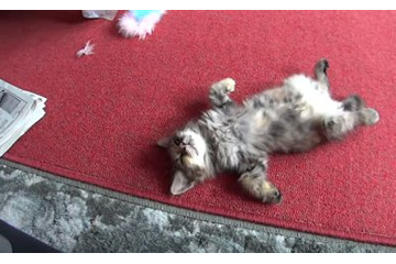 【動画】そんな格好で寝るか? 画像