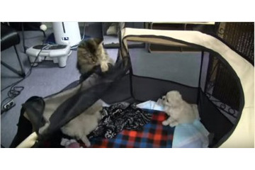 【動画】子犬たちが脱走、犯人は誰だ？ 画像