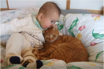 【動画】仲良く寄り添う赤ちゃんと猫 画像