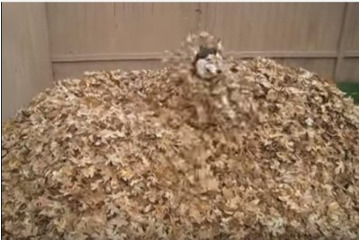 【動画】枯れ葉の山に突撃!大はしゃぎのワンコ 画像