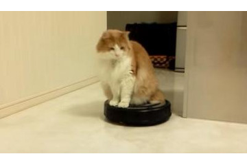 【動画】ルンバにのる猫さん 画像