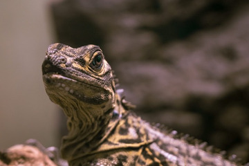 ハッカー集団「Lizard Squad」10代の若者2人逮捕―米当局発表 画像