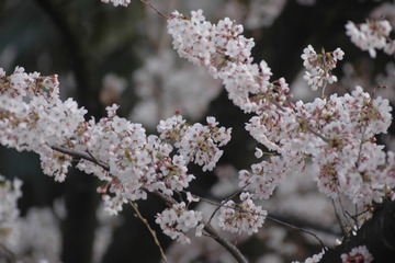 桜の開花予想が発表に!熊本3月22日、上野23日 画像